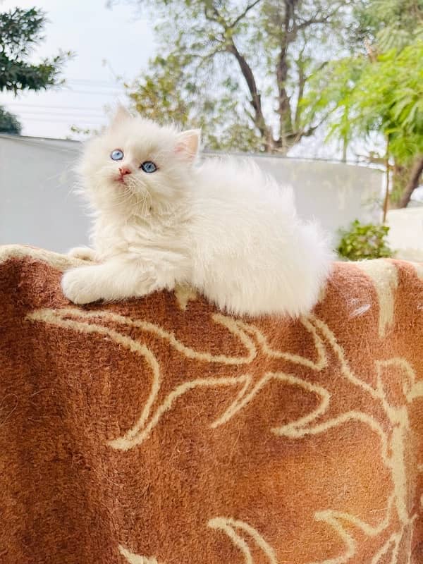 Persian Triple coated kitten semi punch face & Doll face cat 2