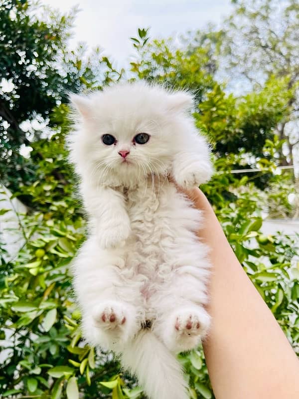 Persian Triple coated kitten semi punch face & Doll face cat 3