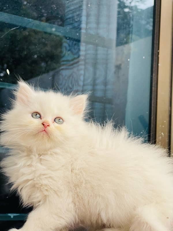 Persian Triple coated kitten semi punch face & Doll face cat 4