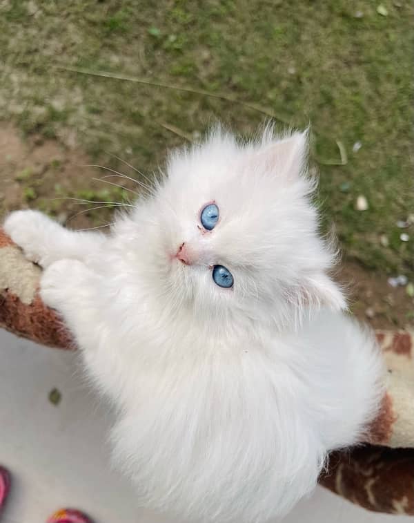 Persian Triple coated kitten semi punch face & Doll face cat 5