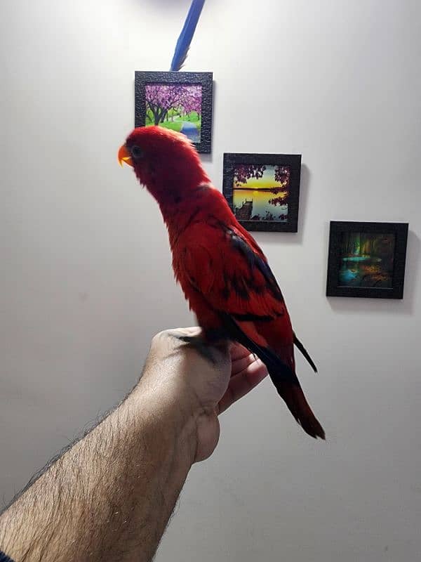 Triton Chick & Breeder Female, Blue Fronted Amazon, Red Molucan Lory 8