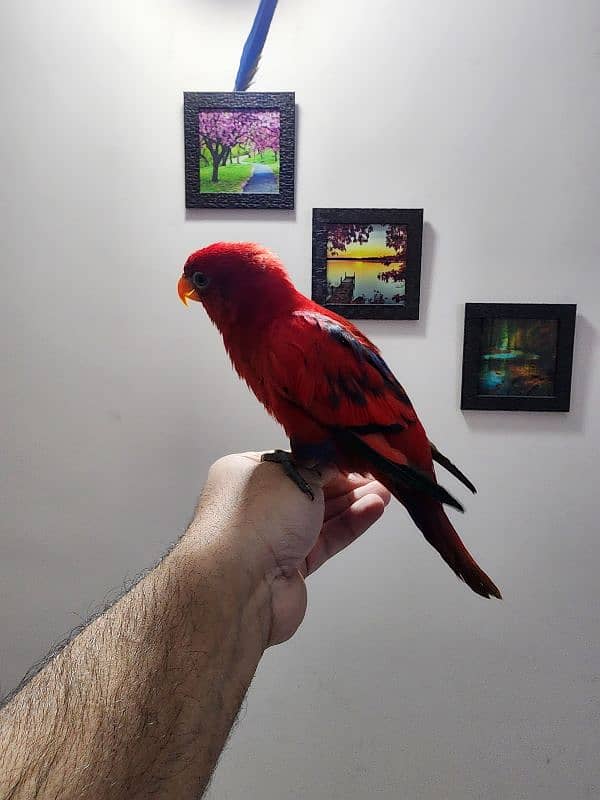 Triton Chick & Breeder Female, Blue Fronted Amazon, Red Molucan Lory 9