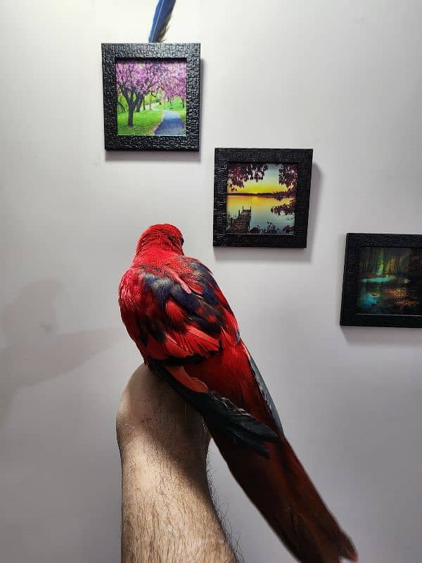 Triton Chick & Breeder Female, Blue Fronted Amazon, Red Molucan Lory 10