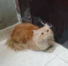 Persian Male cat