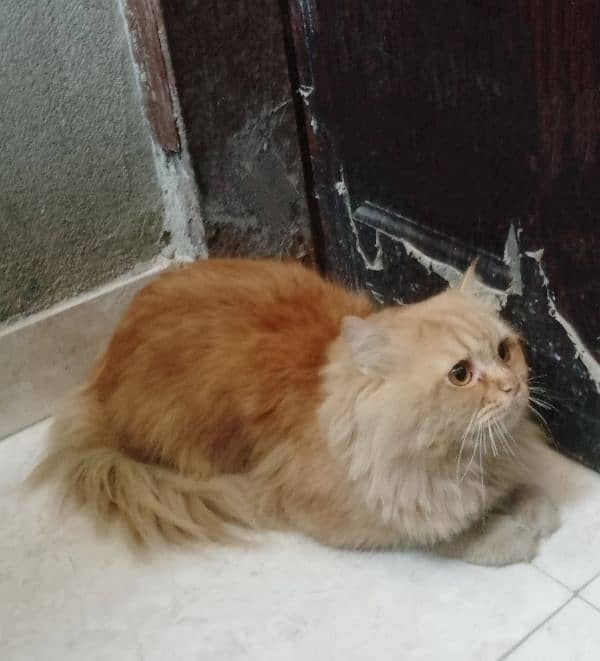 Persian Male cat 1