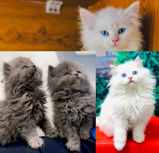 punch face triple Cote kitten cat male and female pure parshion 0