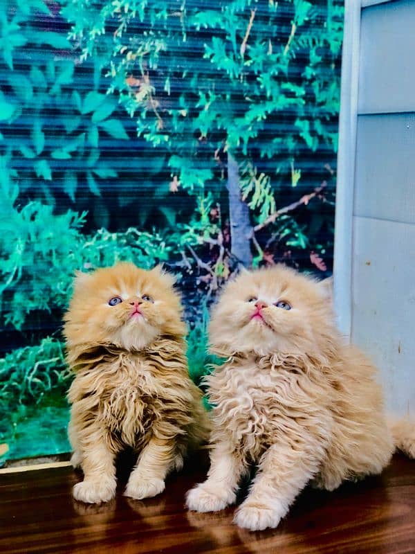 punch face triple Cote kitten cat male and female pure parshion 5