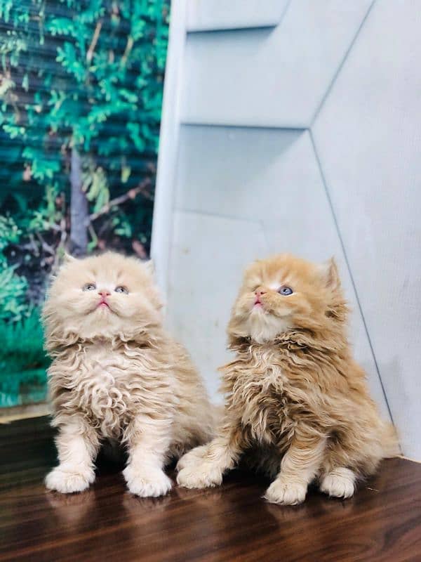 punch face triple Cote kitten cat male and female pure parshion 9