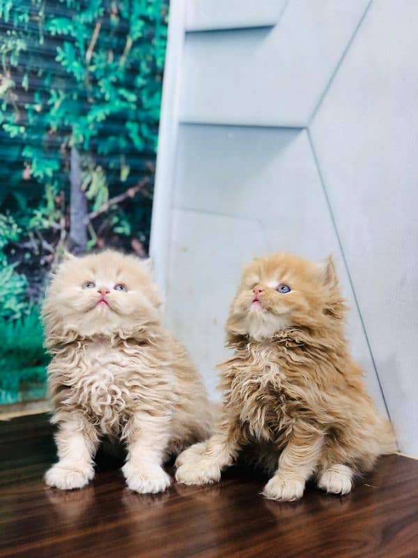 punch face triple Cote kitten cat male and female pure parshion 18