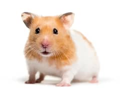 American Syrian Hamster