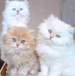 Persian kittens for urgent sale  My Whatsapp number 03479384891