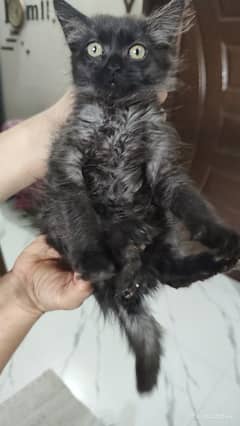 persian cat for sale