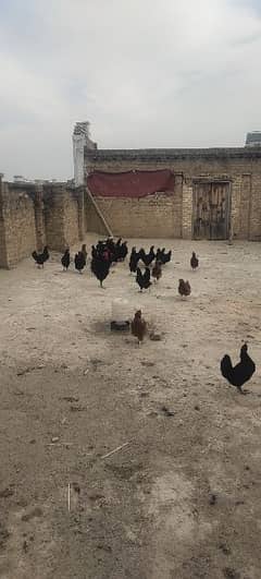 Australorp Hens