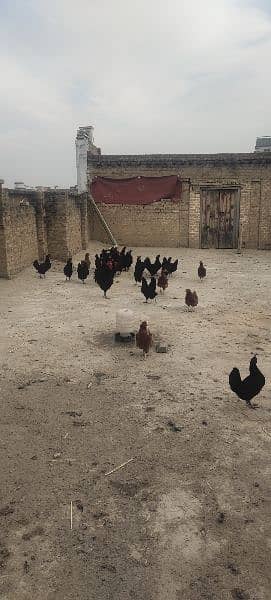 Australorp Hens 0