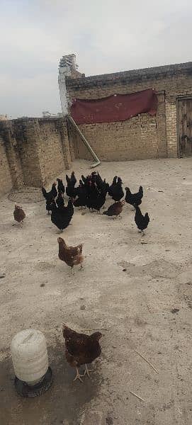 Australorp Hens 1