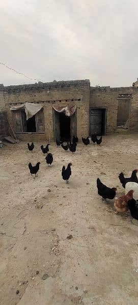 Australorp Hens 2