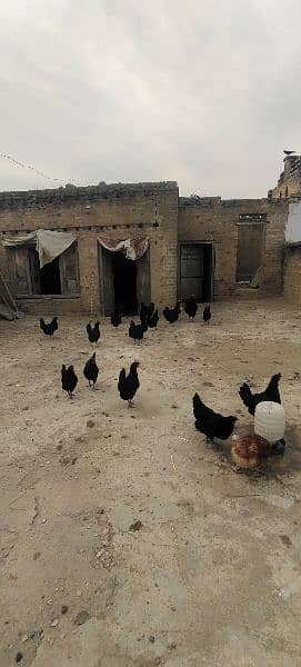 Australorp Hens 3