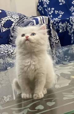 Persian White Kitten Odd Eyes 2 Months Old