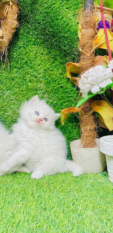 Persian kittens for urgent sale  My Whatsapp number 03479384891 4