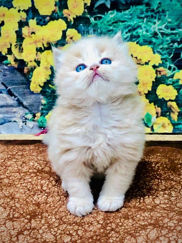 punch face triple Cote kitten cat male and female pure parshion 19