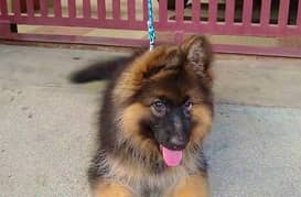 German Shepherd puppy | Long Coat puppies | Dog For Sale | GSD