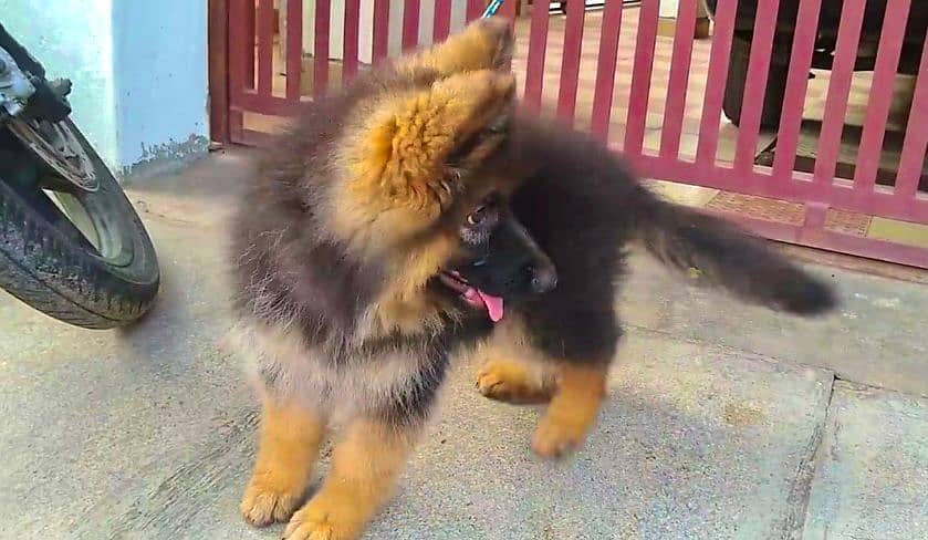 German Shepherd puppy | Long Coat puppies | Dog For Sale | GSD 2