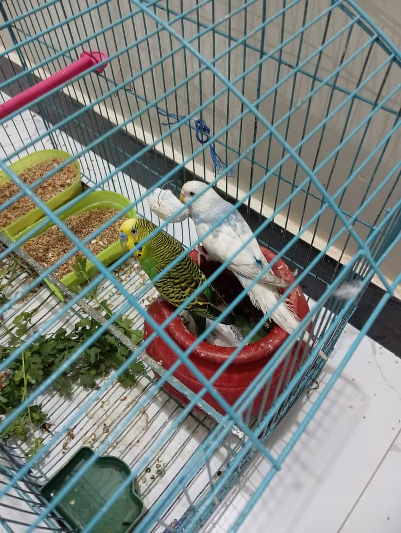 Budgie Breeder Pair  for Sale 1