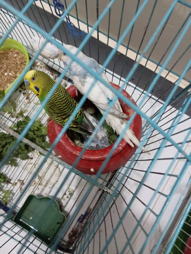 Budgie Breeder Pair  for Sale 2