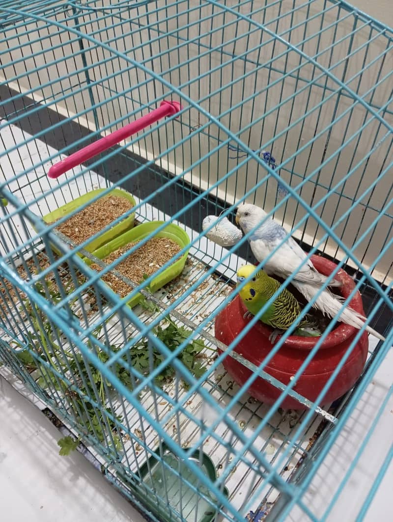 Budgie Breeder Pair  for Sale 3