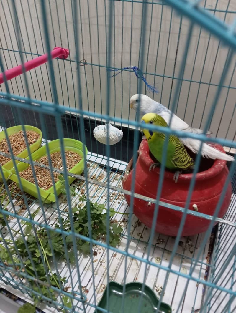 Budgie Breeder Pair  for Sale 4