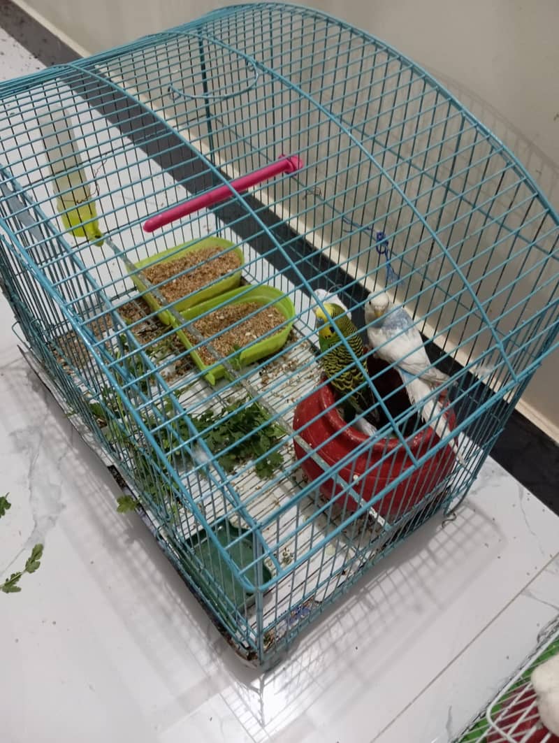 Budgie Breeder Pair  for Sale 5