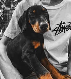 High quality Doberman puppy available