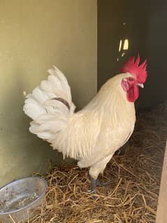 Pure White Home Murga Hen