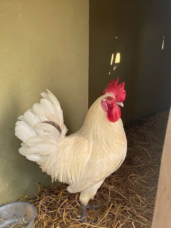 Pure White Home Murga Hen 2