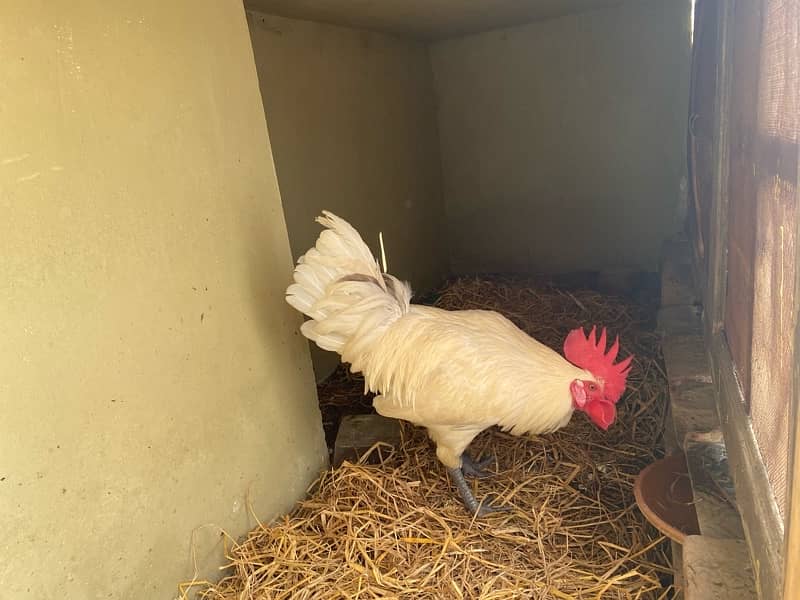 Pure White Home Murga Hen 5