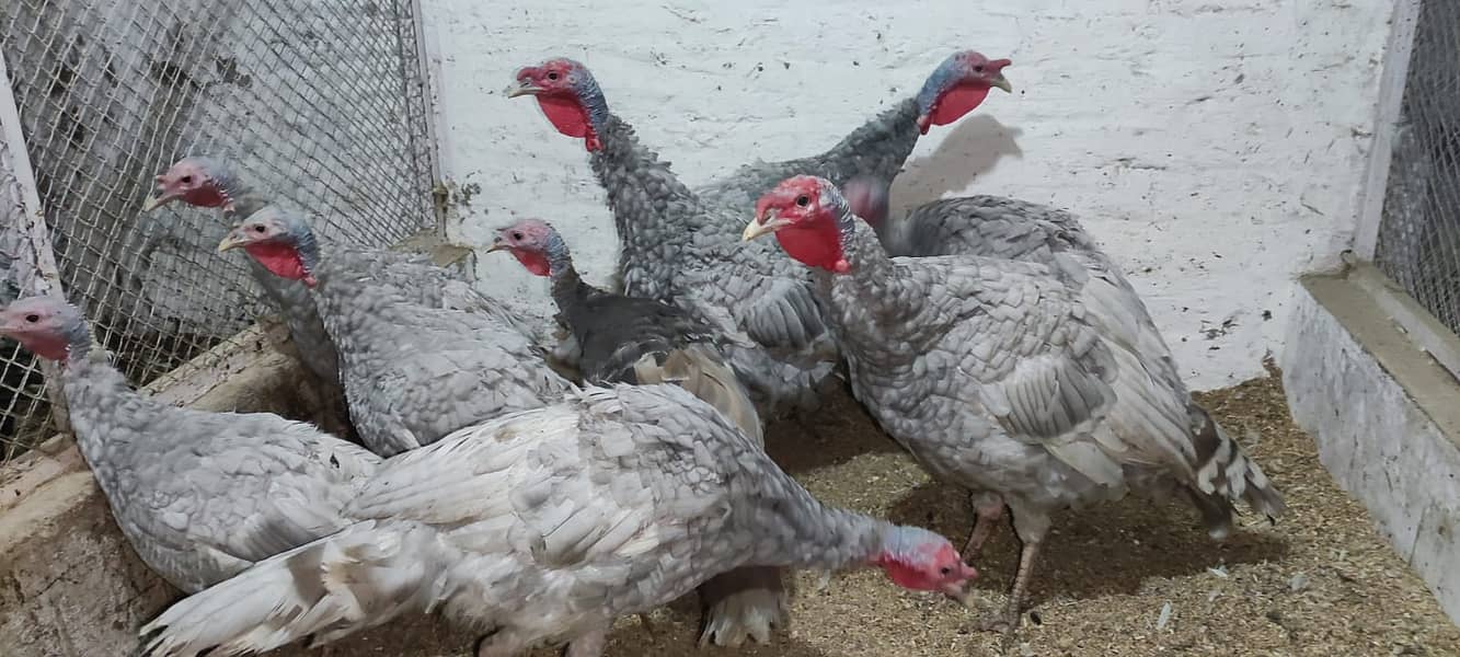 Blue Slaty Turkey Pairs 1