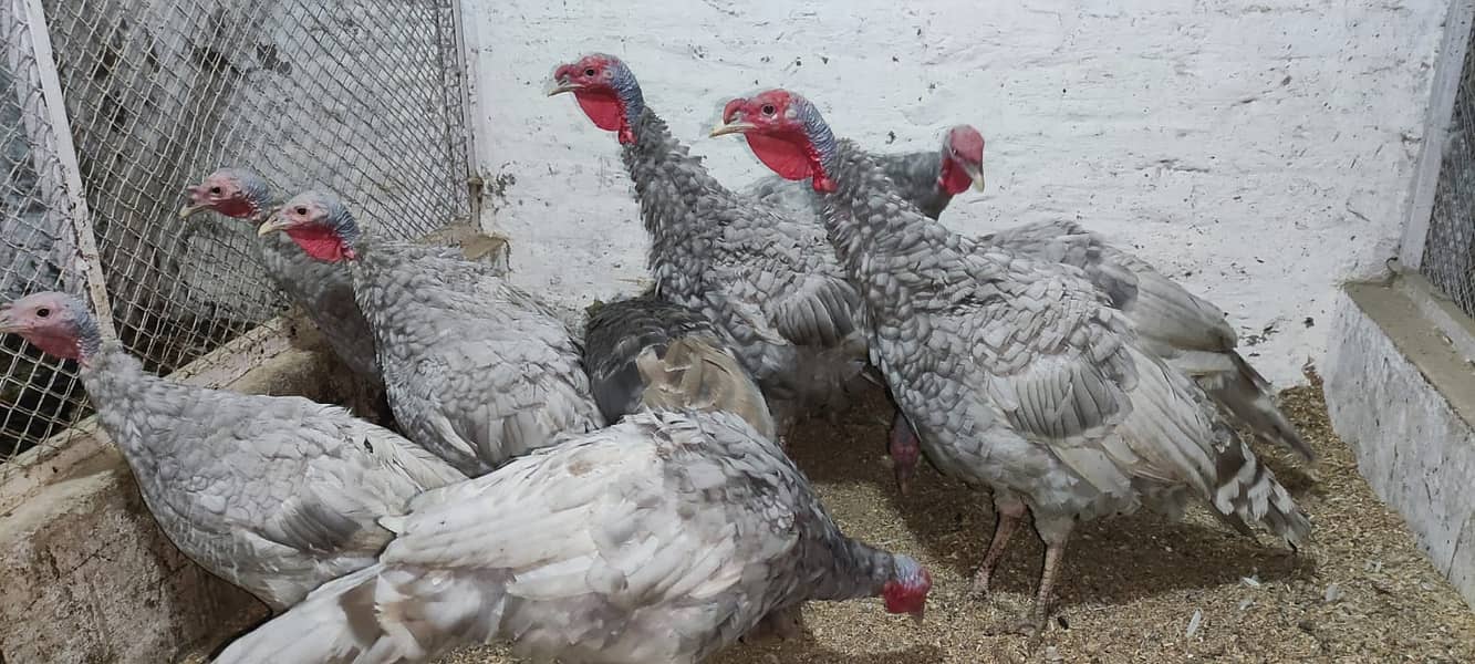 Blue Slaty Turkey Pairs 3