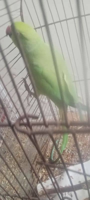 parrot for sale 0