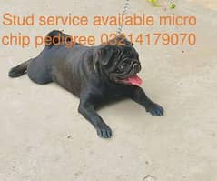 pug dog stud ( cross)