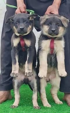 alsheision bhagyary pior 2 month sequrty dogs for sale