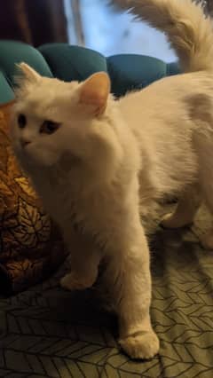 Persian Male Cat