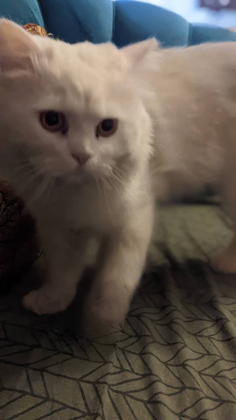 Persian Male Cat 1