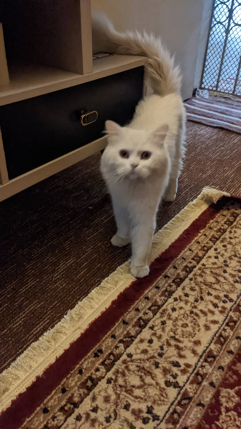 Persian Male Cat 2