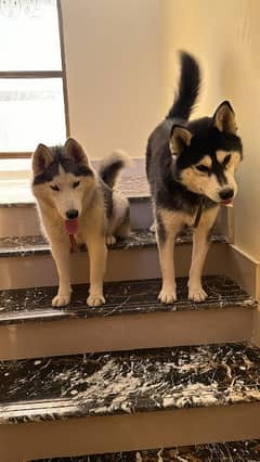 piar or husky dogs friendly and play full