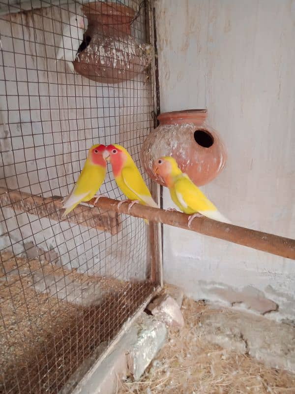 common Latino breeder pair Sath 2pathy aur box 0300-4099-701 2