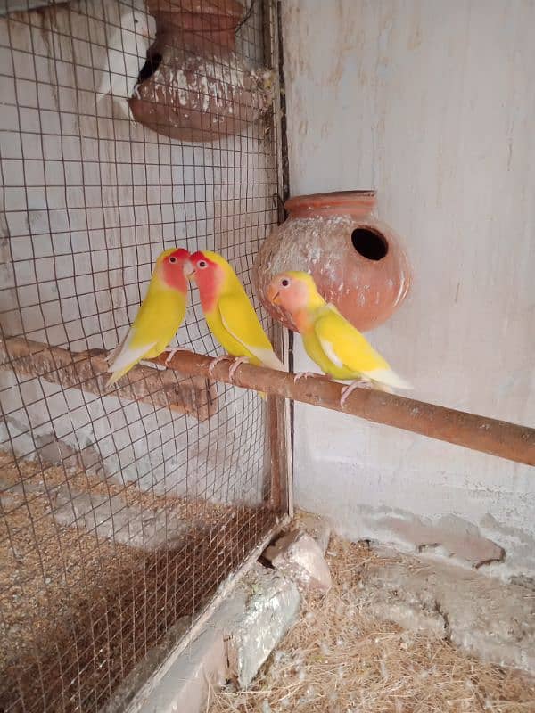 common Latino breeder pair Sath 2pathy aur box 0300-4099-701 3