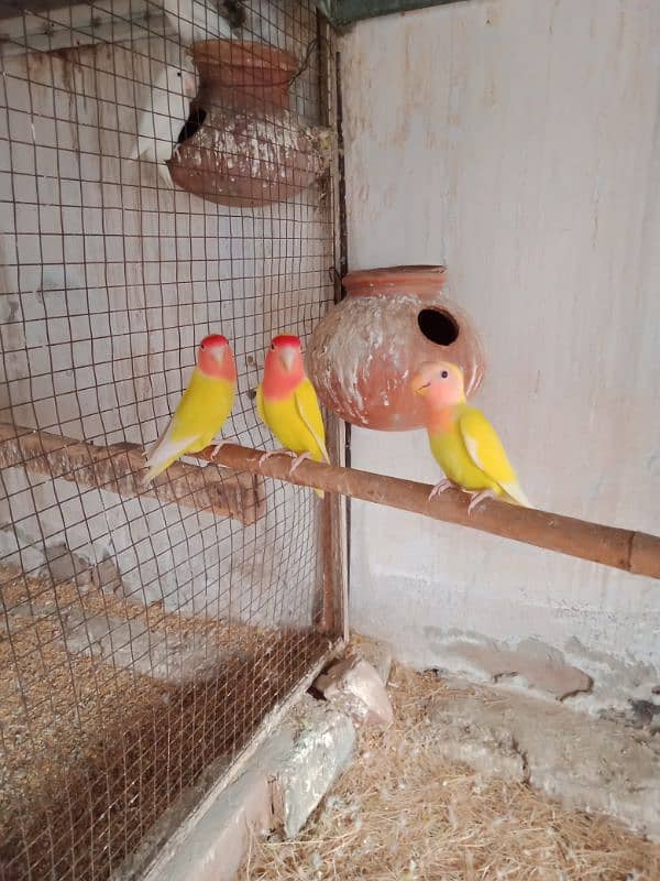 common Latino breeder pair Sath 2pathy aur box 0300-4099-701 5