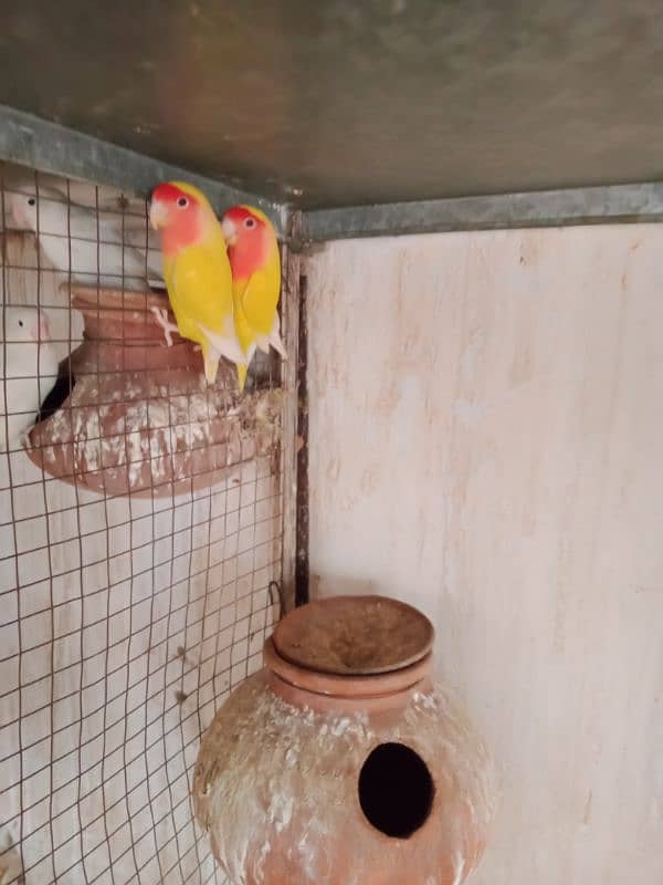 common Latino breeder pair Sath 2pathy aur box 0300-4099-701 8