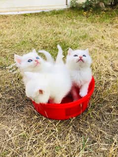 Persian kittens for urgent sale  My Whatsapp number 03479384891