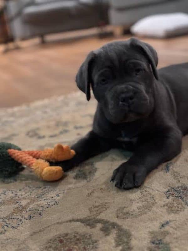 cane Corso puppies available looking for a new home 0